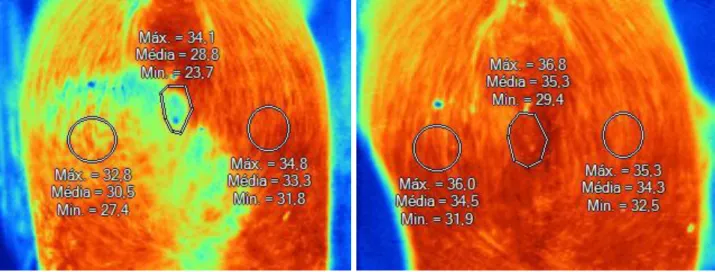 Figure 13:  Thermograms from sow ID 1126.  