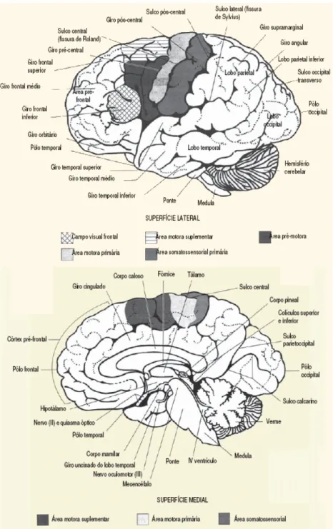 Figura 2 Anatomia do cérebro 