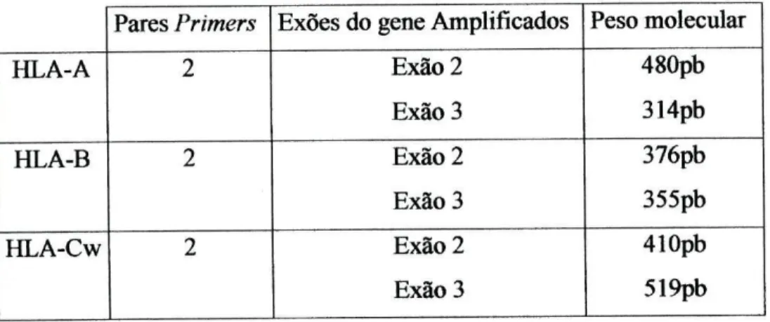 Tabela 1- Descrição do número de pares de primers, exões e respectivos pesos  moleculares para cada gene de HLA em questão