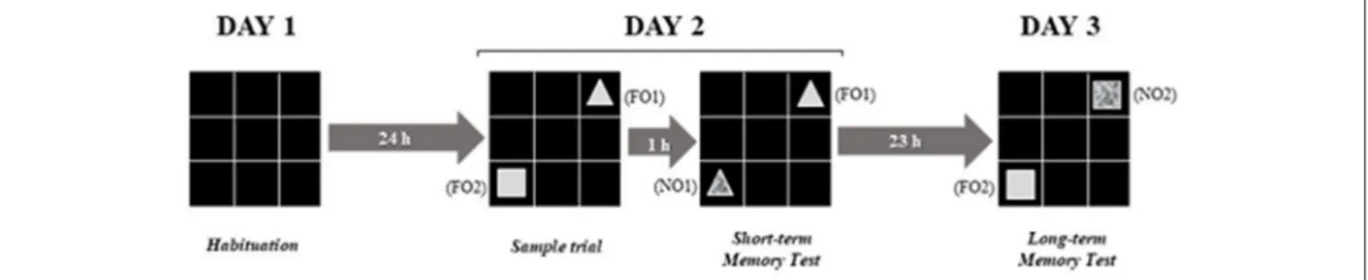 FIGURE 2 | Experimental design adapted from the object recognition test. Source: adaptation of Nava-Mesa et al