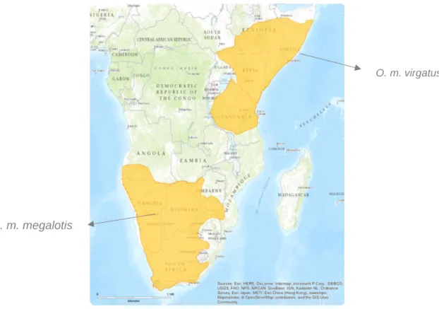 Figure 2 – Distribution map of the two bat-eared fox subspecies.  