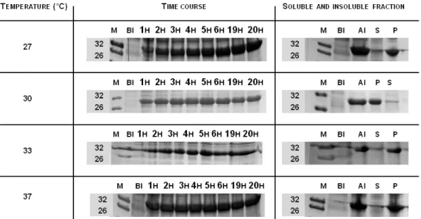 Figure 3.21 SDS-PAGE analysis of the soluble and insoluble WFWFWF tagged GFP produced over  the  induction  time  for  different  temperatures