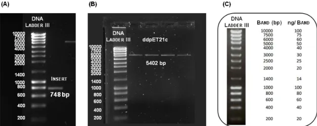 Figure  3.4.  DNA  quantification  of  the  insert  (A)  and  the  double  digested  expression  vector  (B)  by  agarose  gel  electrophoresis  (0.8  %  (w/v)  agarose)  analysis  using  the  (C)  NZYDNA  Ladder  III  from  Nzytech