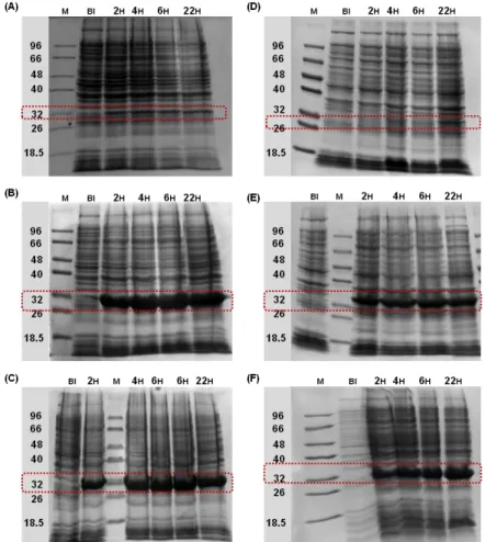 Figure  3.12  SDS-PAGE  time  course  of  large  scale  production  of  GFP  tagged  proteins  in  E