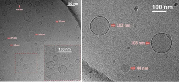 Figure 5.  Cryogenic Transmission Electron Microscopy (Cryo-TEM) of FP15 (7 mg/mL) nominal  magnification of 40,000× (0.26 nm/pixel).