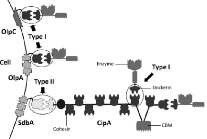 FIGURE 2. Structure of the novel type I Coh-Doc complexes, CohOlpA-Doc918 and CohOlpC-Doc124A