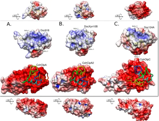 FIGURE 4. Electrostatic surface potential for the Coh-Doc molecules. In each panel, the central image shows the top cohesin binding plateau with a licorice model of the bound dockerin in N to C terminus rainbow color ramped style