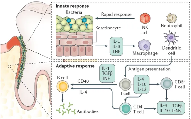 Figura 3:  A resposta imunológica numa bolsa periodontal infetada. (Kinane et al., 2017) 