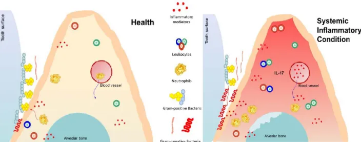 Figura 6:  Impacto da condição sistémica no periodonto e no microbioma oral. (Graves, Corrêa, &amp; 