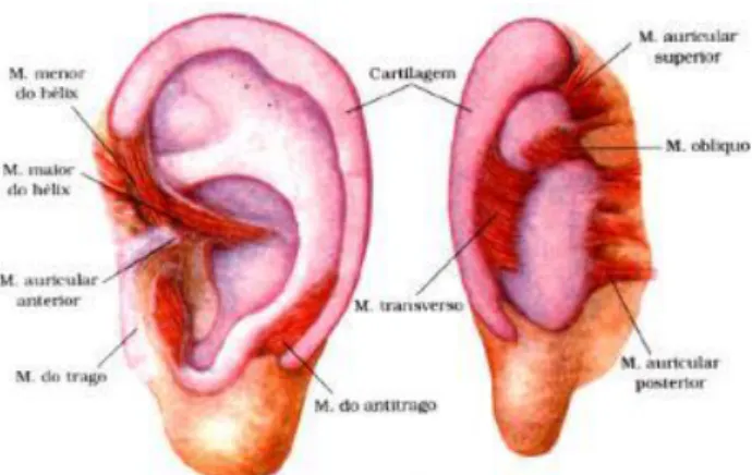 Figura 3 - Musculatura extrínseca e intrínseca da orelha. [disponível em: 