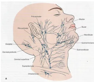 Figura 5 - Cadeias ganglionares da face e do pescoço. [disponível em: 