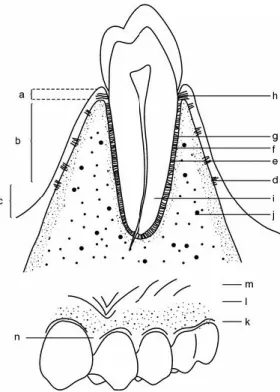 Figura 2: Anatomia do Periodonto. a – gengiva livre; b – gengiva aderida; c – mucosa alveolar; d – fibra  aderida; e – fibras de  Sharpey; f – cimento; g – lâmina crivosa; h – junção epitelial; i – dentina; j – osso  alveolar; k – gengiva livre; l – gengiv