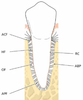Figura 3 - Rede de fibras de colagénio do ligamento periodontal. Adaptado de Lindhe &amp; Lang, 2015