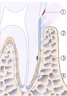 Figura 4 - Tipos de cimento. Adaptado de Rateitschak K., Wolf H., 2005. 