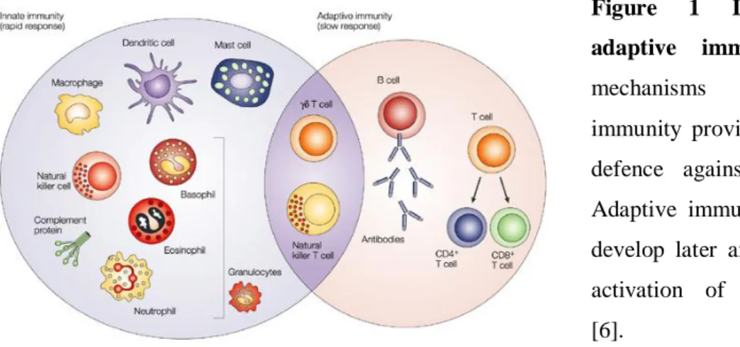 Figure  1  Innate  and  adaptive  immunity.  The  mechanisms  of  innate  immunity  provide  the  initial  defence  against  infections