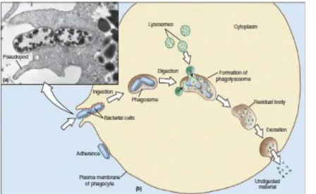 Figure  4  Phagocytosis  of  bacteria by a neutrophil.  