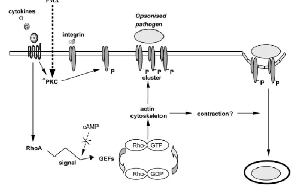 Figure 5 A  model  for complement-receptor  mediated phagocytosis. CRs are inactive at the  cell  surface