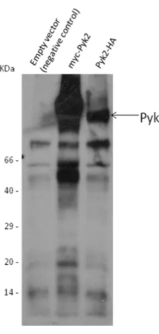 Figure 8 Transfection of 293T cells  with  Pyk2  constructs.  293T  cells  were  transfected  with  the  indicated  constructs and were lysed 48 h later