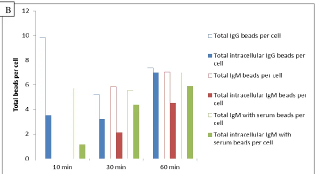 Figure  13  Internalization  of  coated  latex  beads  by  mouse  macrophages.  The  cells  were  infected  with  MOI  40  at  37°C