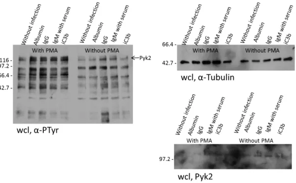 Figure 19 Test the phosphorylation of Pyk2. The cells were seeded as before, the medium was  changed in the day before and the cells were infected for 30 min at 37ºC after PMA activation or  not and centrifugation