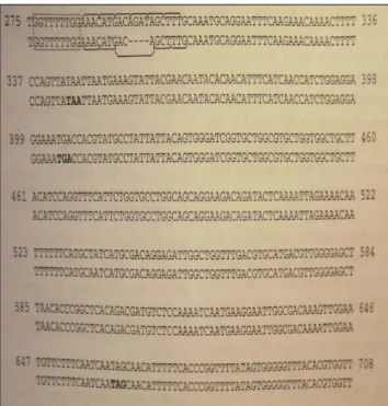 Figure 5: Comparison of two genetic sequences: with the mutation and without it, (from: Mealey et al  2001)