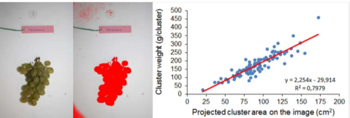 Figure  3.  Example  of  image  processing  using  the  software  ImageJ  for  estimation  of  projected  cluster area (left) and linear regression analysis between the projected cluster area (independent  variable) and cluster weight (dependent variable),