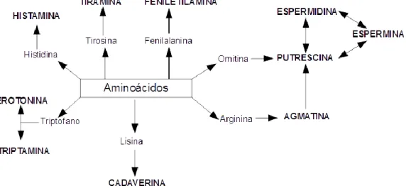Figura 4 – Aminoácidos percursores de aminas biogénicas. Adaptado de Ancín-Azpilicueta et al.,(2008)
