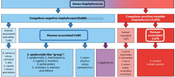 Figure 3. Clinical and epidemiological classification of staphylococcal  species. Adapted from Becker et al