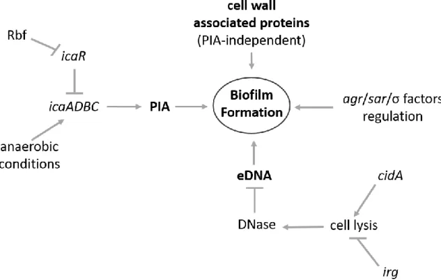 Figure 5. Regulatory factors involved in S. aureus biofilm formation. 