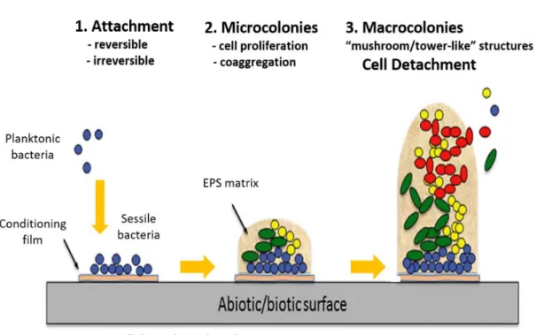 Figure  8.  Schematic  representation  of  the  biofilm  formation  steps:  initial  attachment to surface, cell proliferation with formation of a monolayer and  biofilm maturation and cell dispersal