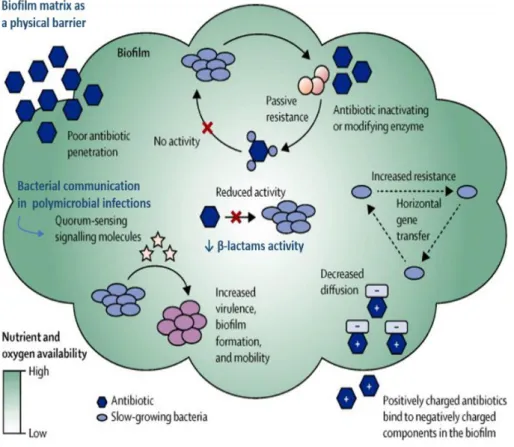 Figure 9. Antibiotic resistance mechanisms in bacterial biofilms. 