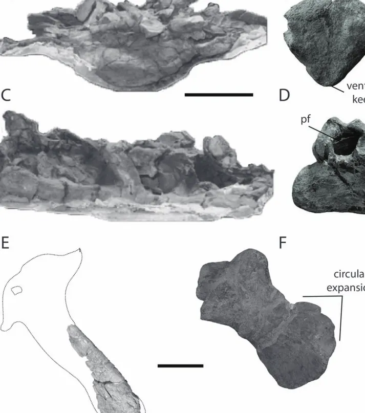 Figure 6. Comparison of the distinctive elements between Galvesaurus and Lusotitan. Sacrum of Galvesaurus (A, C) and sacral vertebra of Lusotitan (B, D) in anterior and right lateral view