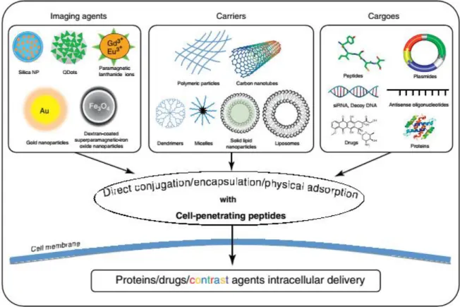 Figure 1.1 graphically depicts how CPP-based technology is deeply connected to the field  of drug delivery (19, 20)