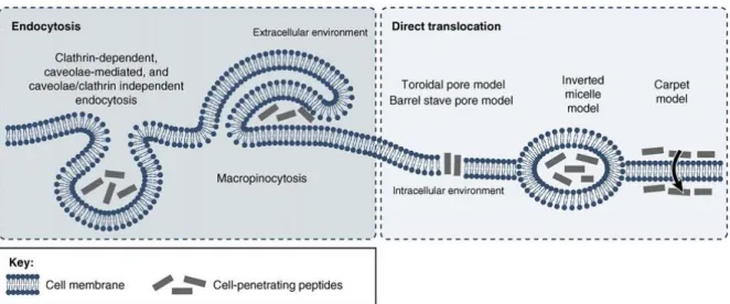 Figure 1.3 - CPP cellular entry routes and models of uptake - CPP internalization can be divided into energy- energy-dependent and energy-inenergy-dependent pathways