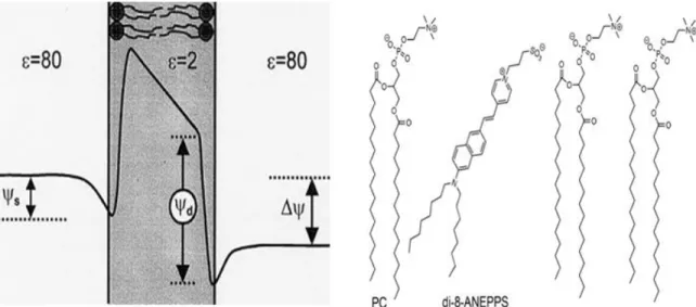Figure 2.3 – Electrical potential across the cytoplasmic membrane (Left panel) Schematics of a di-8-ANEPPS  molecule in membrane environment (Right panel)