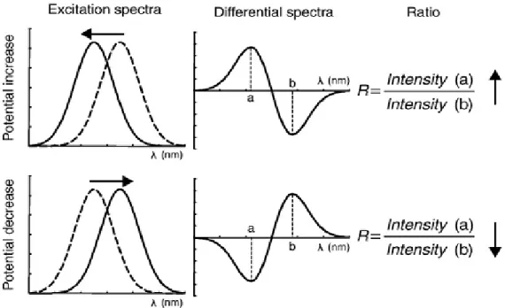 Figure  2.4  –  Voltage-sensitive  probe  dual  wavelength  ratiometric  measurements  -  Differential  intensity  spectra are created by subtracting the excitation spectrum of di-8-ANEPPS in model vesicles (dashed line) to  the  one  resulting  upon  inte