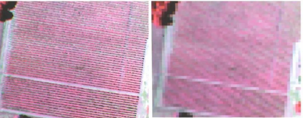 Figura  5  –  Fotografia  aérea  de  falsa  cor  de  uma  parcela  de  vinha  com  resolução  espacial de 30cm (esquerda) e 3m (direita) (adaptado de Proffitt et al.,2006)