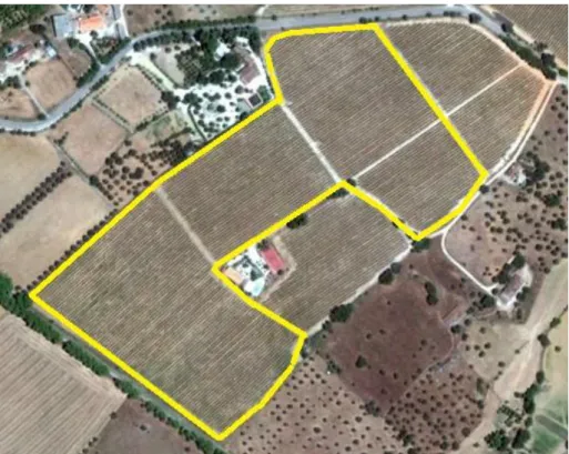 Figura 8 Fotografia aérea da vinha do ensaio (área delimitada pela linha amarela)  (adaptado do Google Earth, 2013) 
