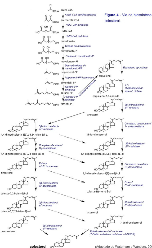 Figura 4 - Via da biossíntese do  colesterol. 