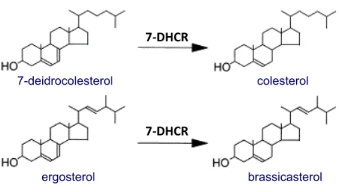 Figura 7 – Transformação do ergosterol em brassicasterol pela enzima 7-deidrocolesterol redutase  e sua relação com a conversão de 7-deidrocolesterol em colesterol.