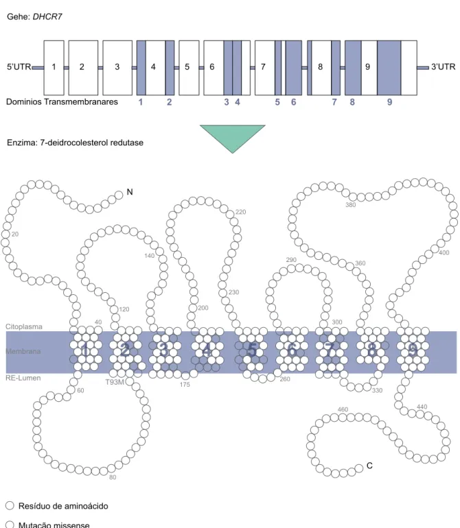 Figura 8 – Representação esquemática do gene DHCR7 que comporta 9 exões e oito intrões, e da  estrutura hipotética da enzima 7-deidrocolesterol redutase
