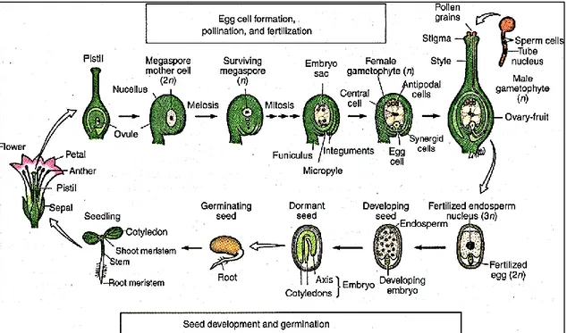 Figura  1  -  Ciclo  de  vida  de  planta  com  flor.  Formação  do  gametófito  feminino,  polinização  e  fecundação, desenvolvimento e germinação da semente