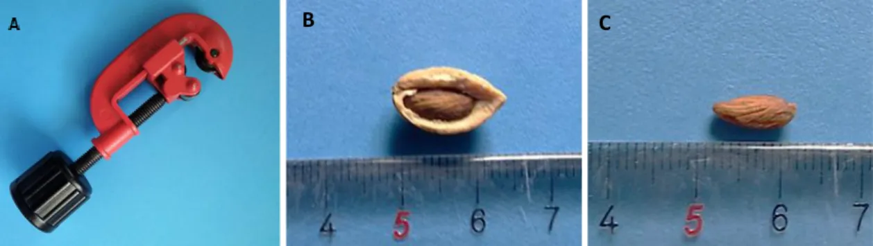 Figura 8 – Prensa manual utilizada na remoção do endocarpo da semente (A); Endocarpo quebrado  com semente no interior (B); Semente depois de removido o endocarpo (C).