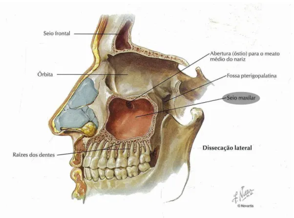 Figura 2: Relações anatómicas do seio maxilar, Rouvière et al., 1997. 