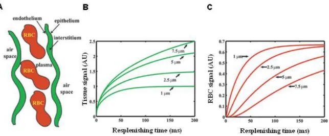 Figure 1  Depiction of the alveolar-capillary unit (A) and corresponding Xe-129 spectroscopy signal in arbitrary units (AU)  from  the  tissue  (B)  and  RBC  (C)  for  barrier  thicknesses  ranging  from  1-7.5  m  and  constant  capillary  diameter  (8 