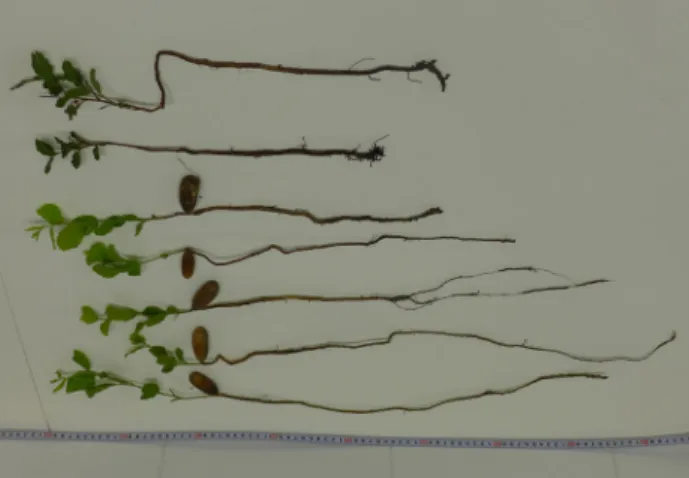 Figure 4 shows the dimorphic root system of Q. 