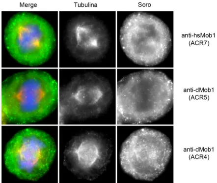 Figura  3.2  -  Imunolocalização  de  hsMob1  em  mitose.  O  soro ACR7  dá  uma  localização  difusa  da  proteína hsMob1 em células HeLa, com qualquer dos  métodos  de fixação utilizados e em qualquer uma das  fases  mitóticas