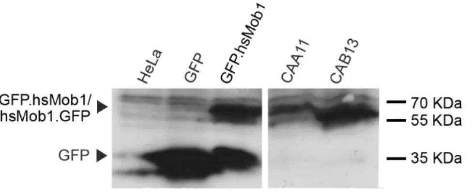 Figura  3.6  -  Expressão  das  proteínas  de  fusão  GFP.hsMob1  e  hsMob1.GFP  nas  linhas  estáveis  CAA11 e CAB13,  respectivamente