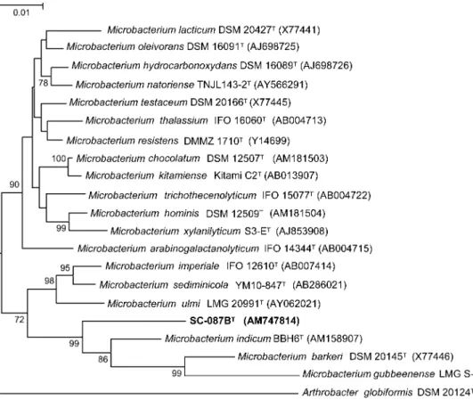 Fig. 1. Phylogenetic tree based on 16S rRNA gene sequences showing the nearest neighbours of strain SC-087B T 