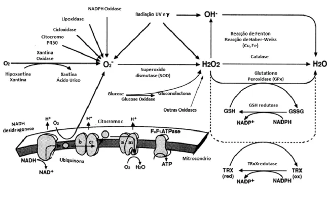 Figura I-1 – Representação esquemática das principais vias metabólicas das  ERO. No caso do H 2 O 2  este  é  produzido  principalmente  a  partir  da  reacção  de  redução  do  anião  superóxido,  catalisada  pelo  superóxido  dismutase